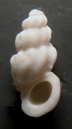 Opalia hellenica